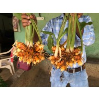 Fresh Turmeric bunch with leaves